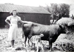 Julia (Judy) Kish Dorrough; kish farm cows